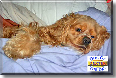 Dexter, the Dog of the Day
