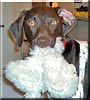 Kobi