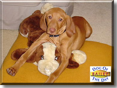 Bailey, the Dog of the Day