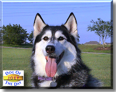 Joey, the Dog of the Day