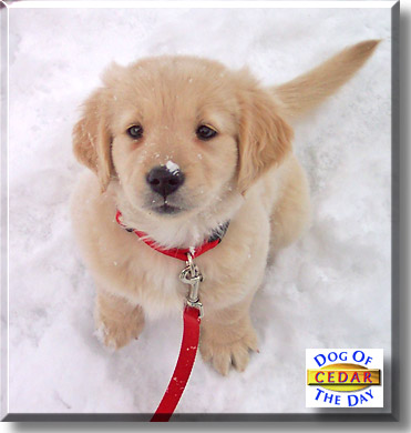 Cedar, the Dog of the Day