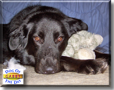 Gabby, the Dog of the Day