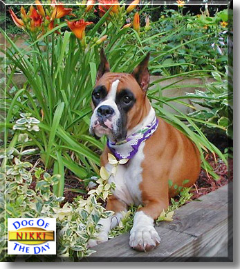 Nikki, the Dog of the Day