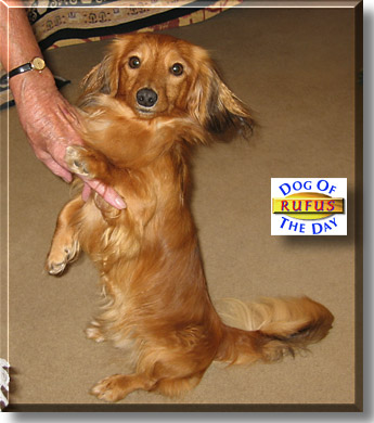 Rufus, the Dog of the Day