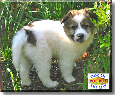 Rob Roy, the Dog of the Day