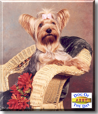 Abby, the Dog of the Day