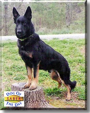 Saber, the Dog of the Day