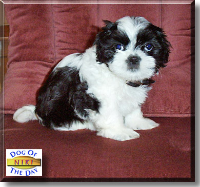 Niki, the Dog of the Day