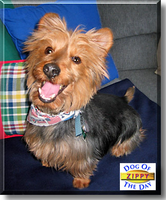 Zippy, the Dog of the Day