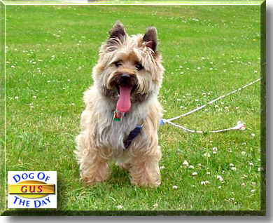 Gus, the Dog of the Day
