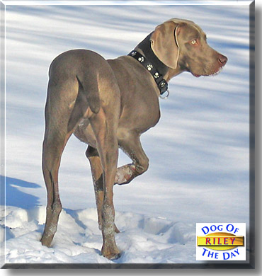 Riley, the Dog of the Day