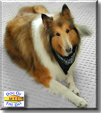 Mel, the Dog of the Day