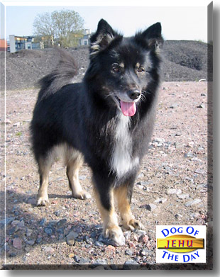 Jehu, the Dog of the Day