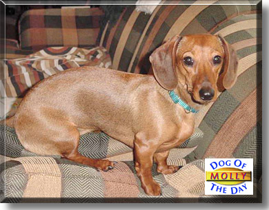 Molly, the Dog of the Day