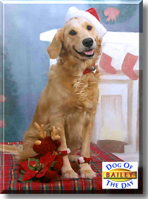 Bailey, the Dog of the Day
