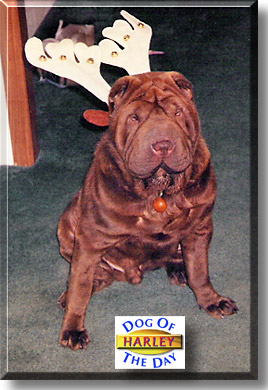 Harley, the Dog of the Day