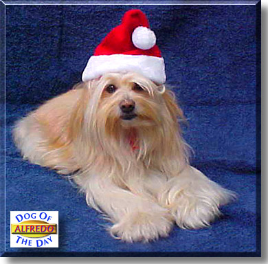 Alfredo, the Dog of the Day