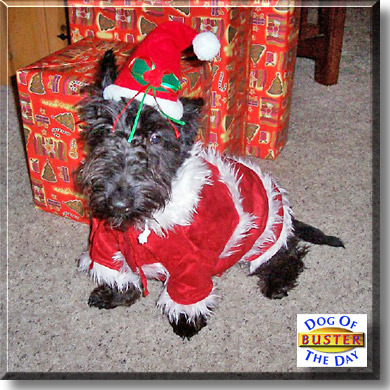 Buster, the Dog of the Day