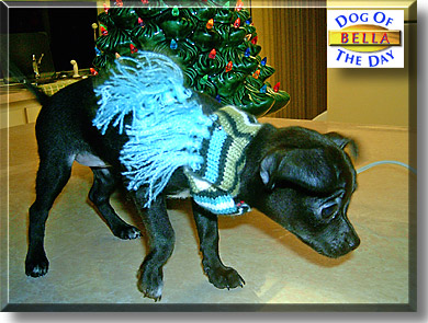 Bella, the Dog of the Day