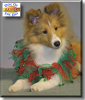 Xavier, the Dog of the Day