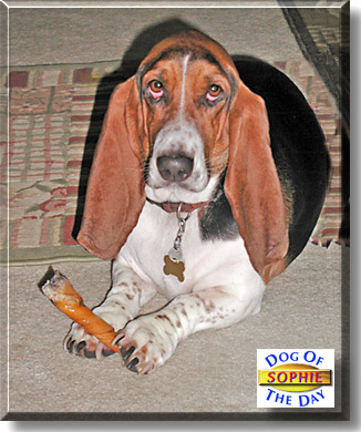Sophie, the Dog of the Day