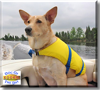 Kookie, the Dog of the Day