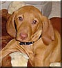 Bailey