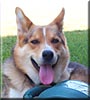 Baxter