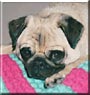 Pugsy