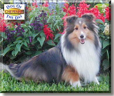Cheyenne, the Dog of the Day
