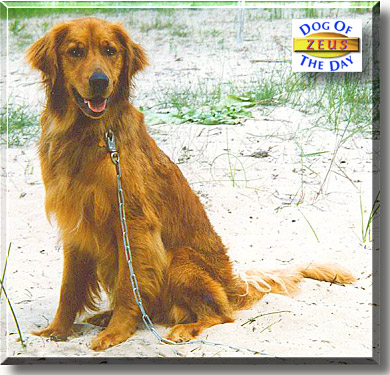 Zeus, the Dog of the Day