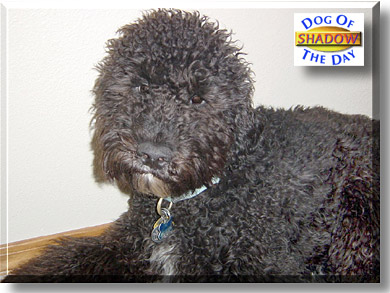 Shadow, the Dog of the Day
