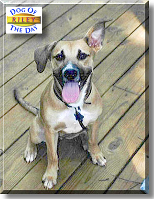 Riley, the Dog of the Day