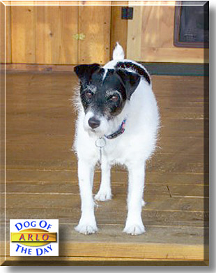 Arlo, the Dog of the Day