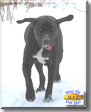 Max, the Dog of the Day