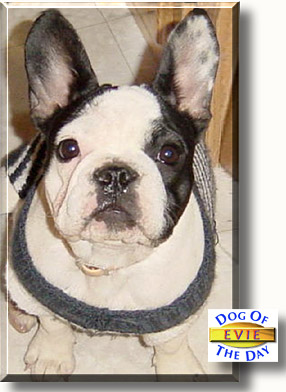 Evie, the Dog of the Day