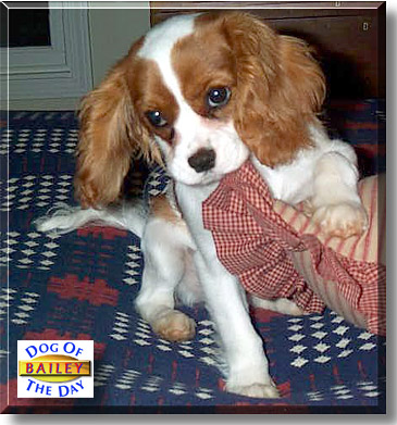 Bailey, the Dog of the Day