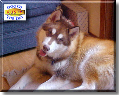Rusty, the Dog of the Day