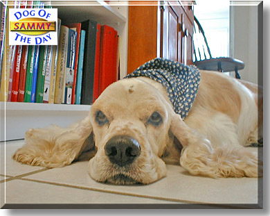 Sammy, the Dog of the Day
