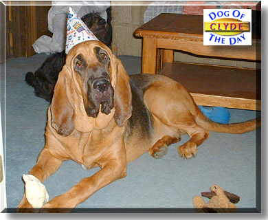 Clyde, the Dog of the Day