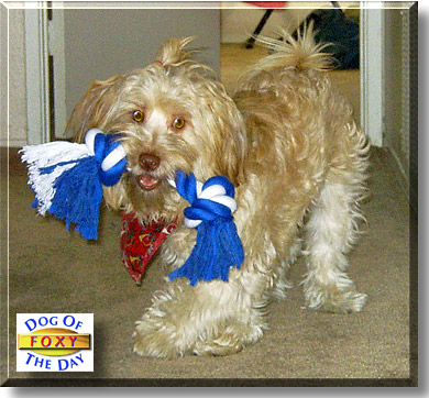 Foxy, the Dog of the Day
