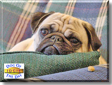 Idgie, the Dog of the Day