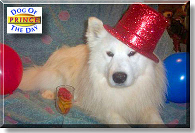 Prince, the Dog of the Day