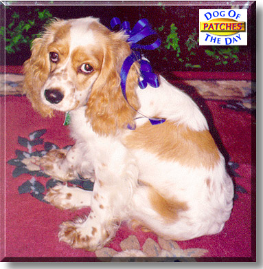 Patches, the Dog of the Day