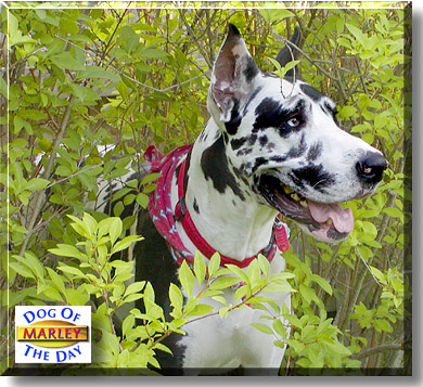 Marley, the Dog of the Day