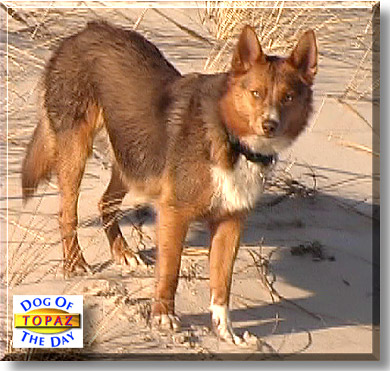 Topaz, the Dog of the Day