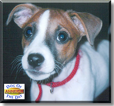 Anneigh, the Dog of the Day