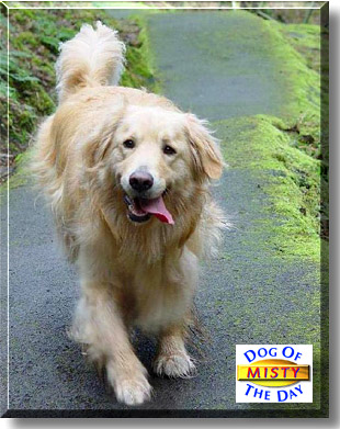 Misty, the Dog of the Day