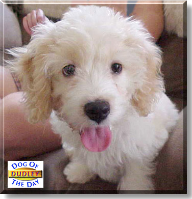 Dudley, the Dog of the Day