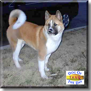 Tanq, the Dog of the Day